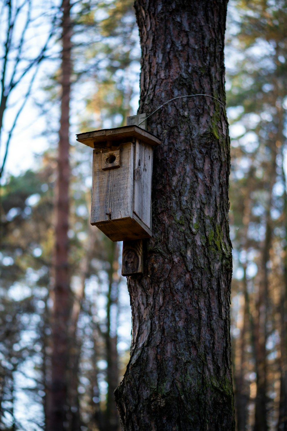 un nichoir suspendu à un arbre dans les bois
