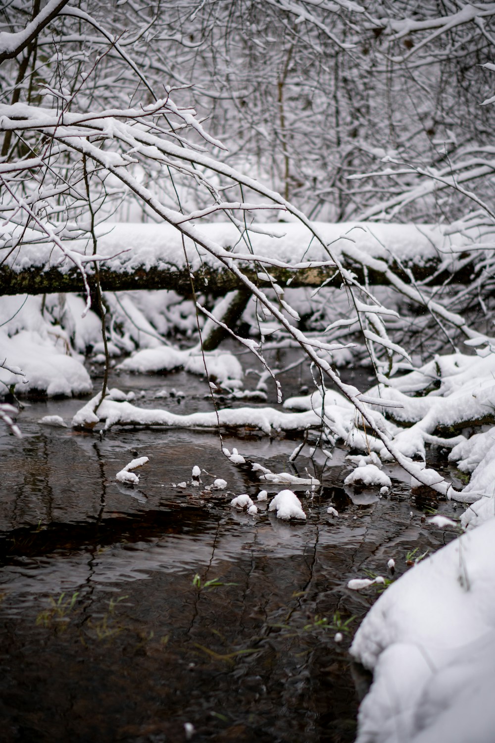 a stream running through a snow covered forest