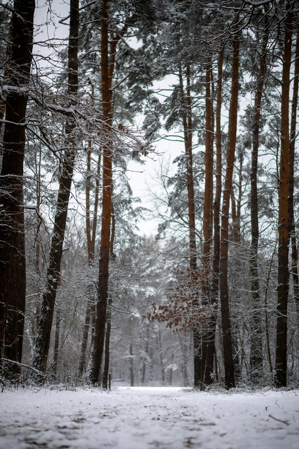 a path through a snowy forest with lots of trees