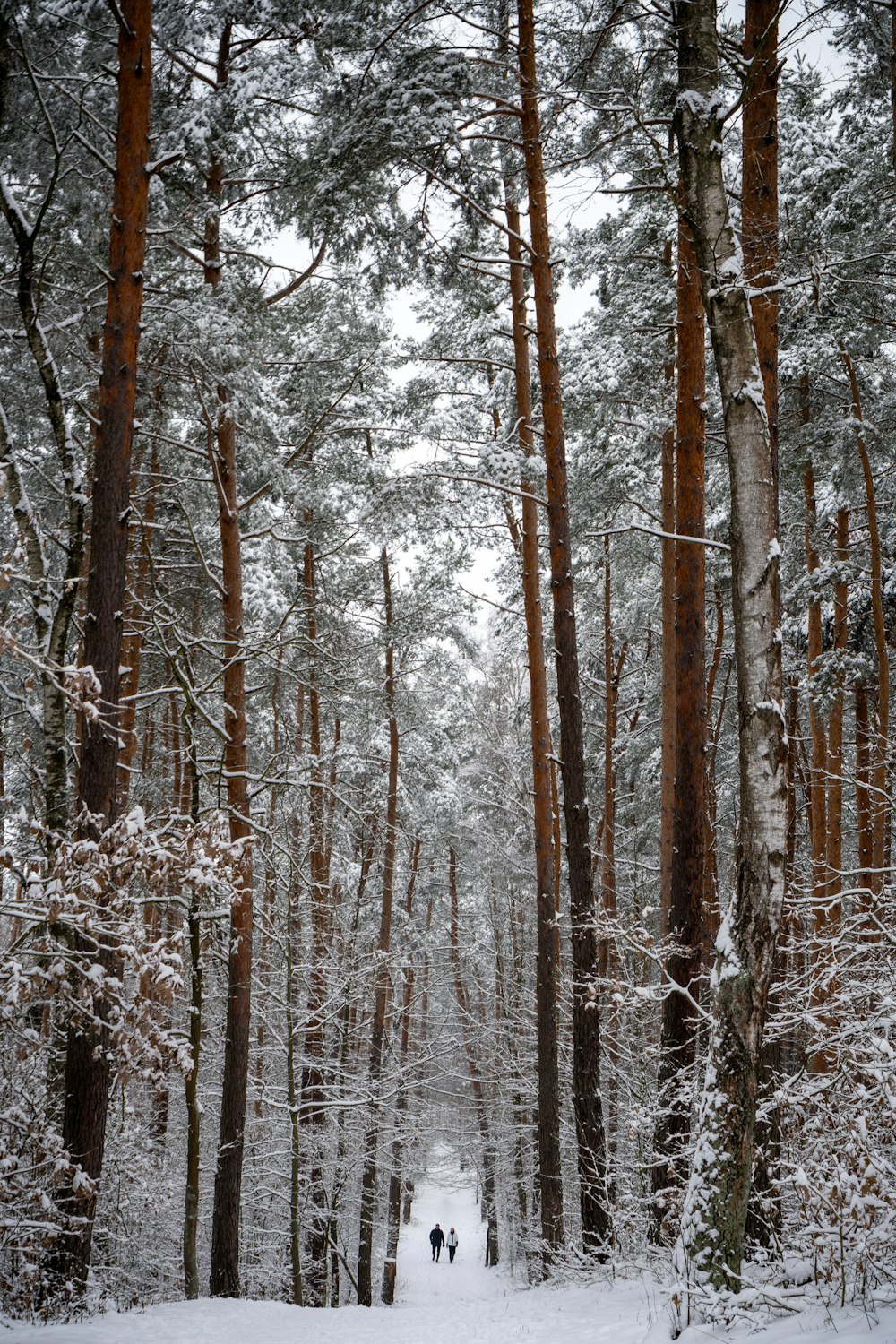two people are walking through a snowy forest
