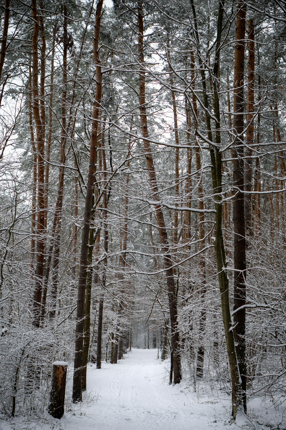 a path through a snowy forest with lots of trees