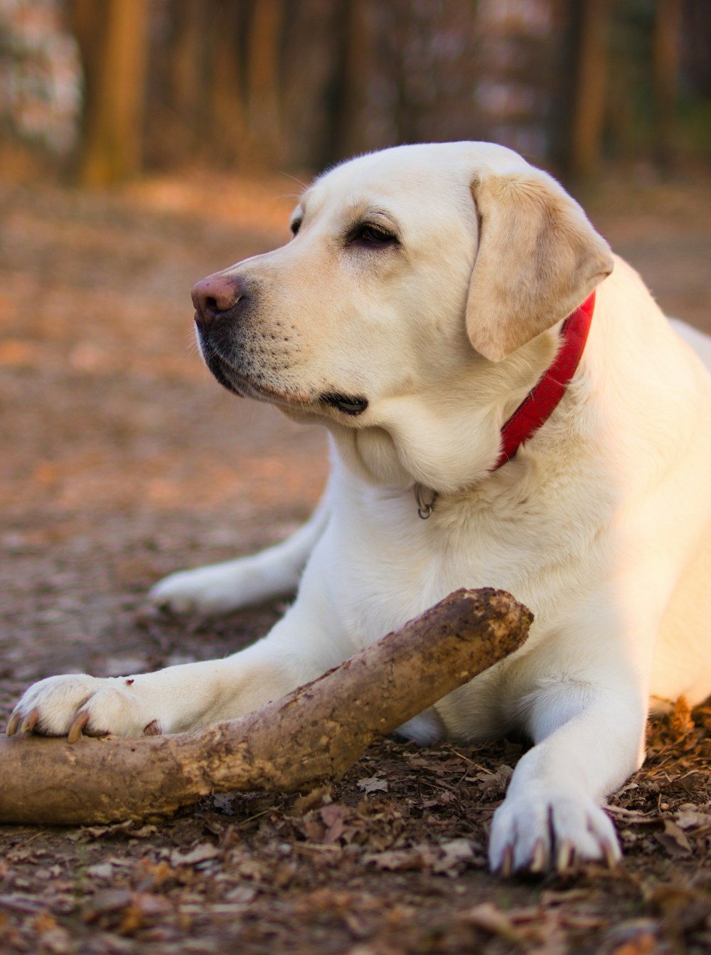 a white dog laying on the ground with a stick in its mouth