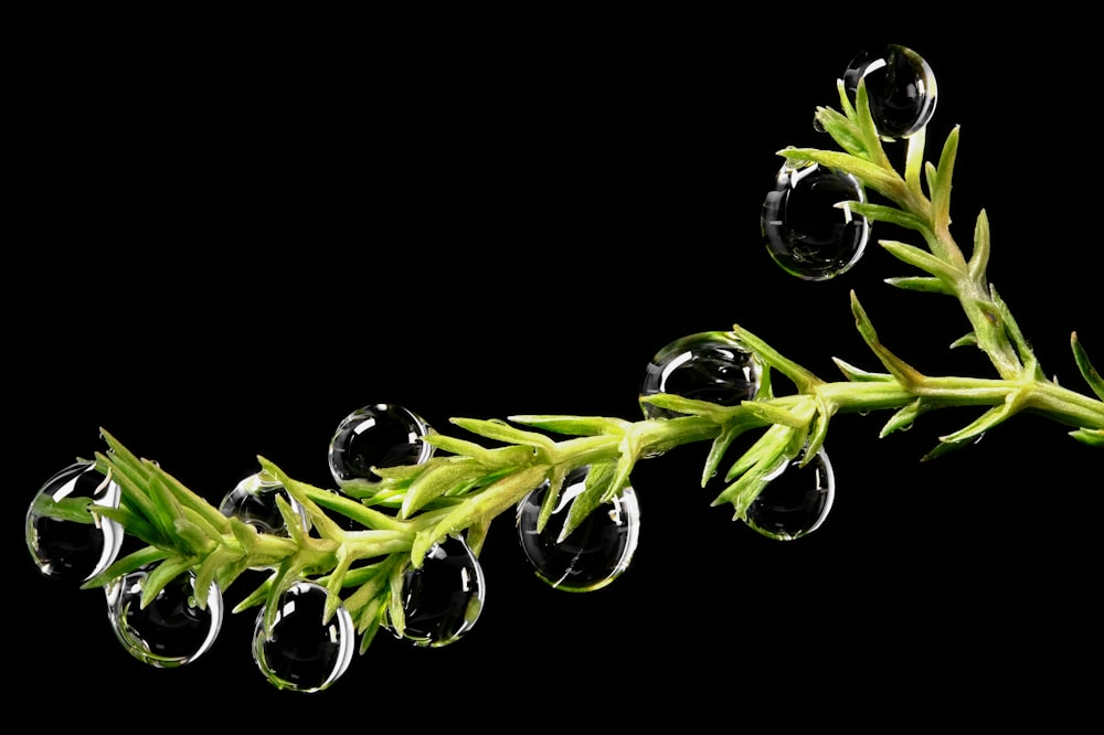 a close up of a plant with drops of water on it