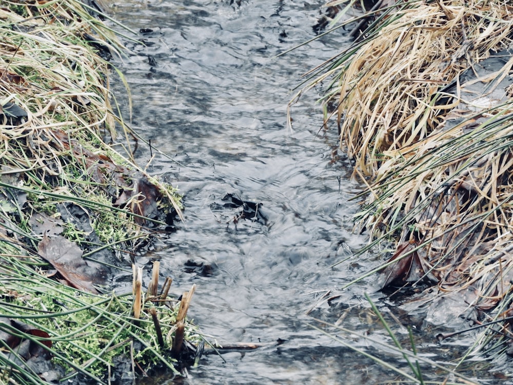 a stream of water running through a grass covered field