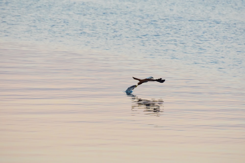 un uccello che vola sopra uno specchio d'acqua