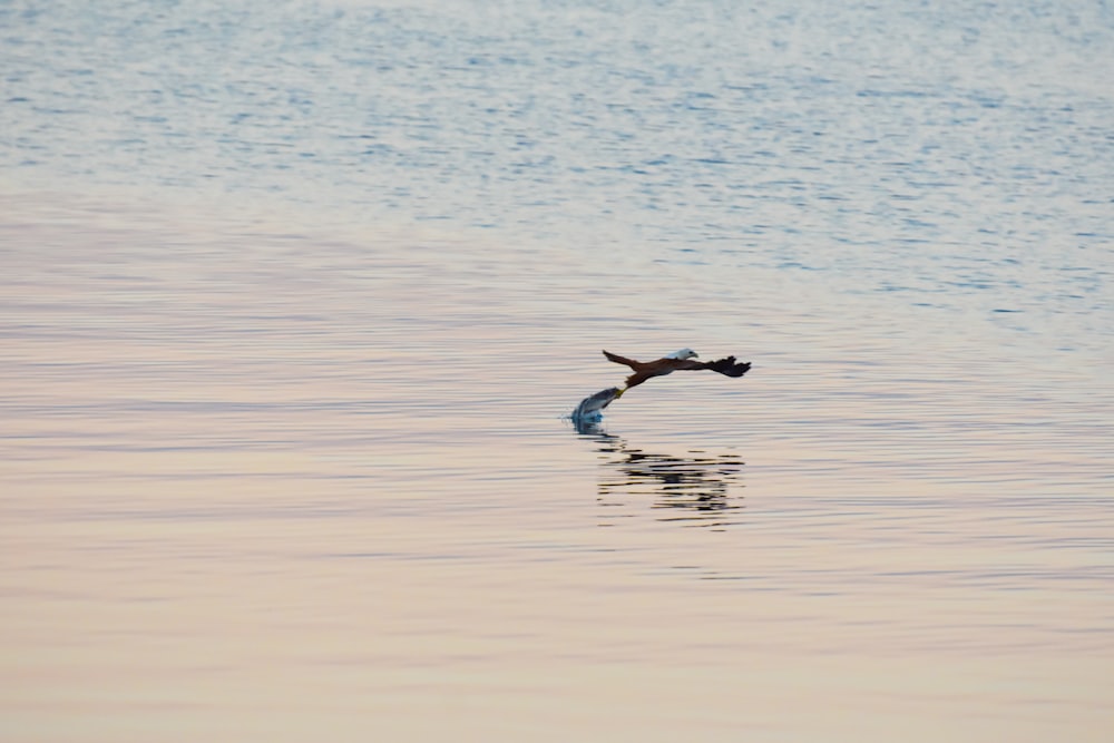 a bird flying over a body of water