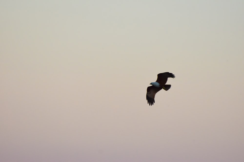 a bird flying in the air with a sky background