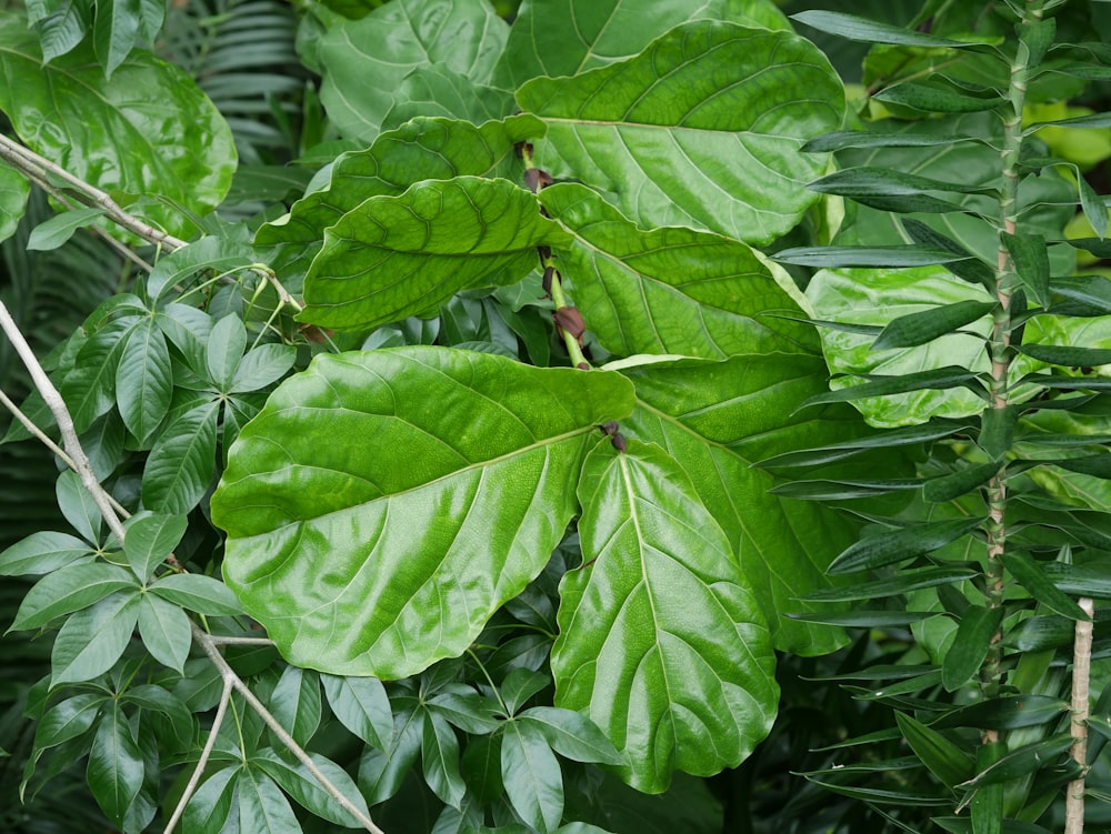 a close up of a green leafy plant