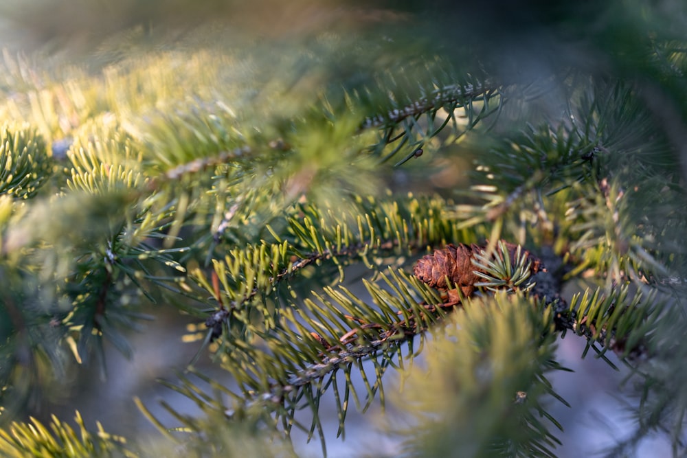 a close up of a pine tree branch