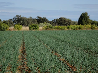 a large field of green grass with trees in the background