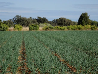 a large field of green grass with trees in the background