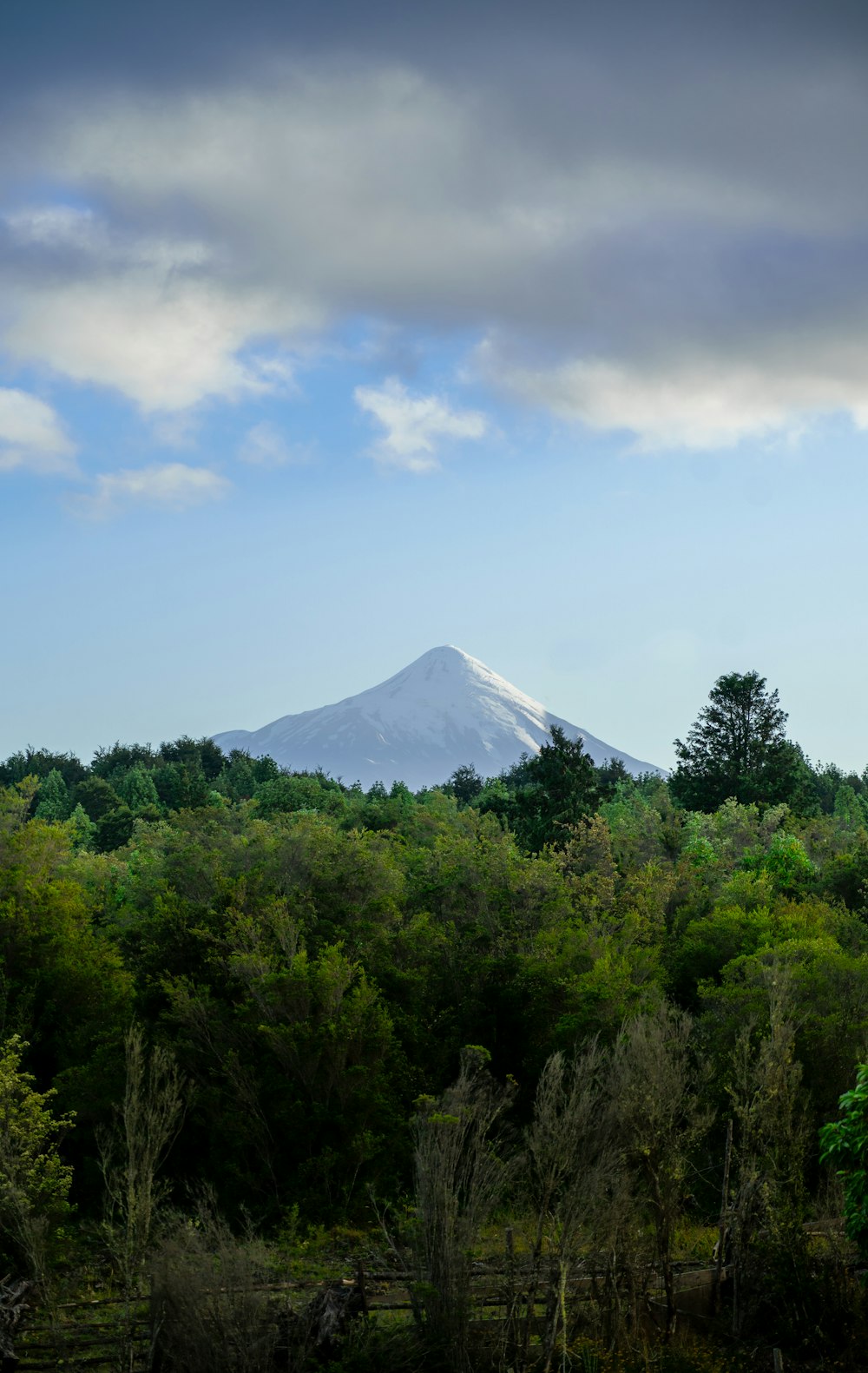 a mountain in the distance with trees in the foreground