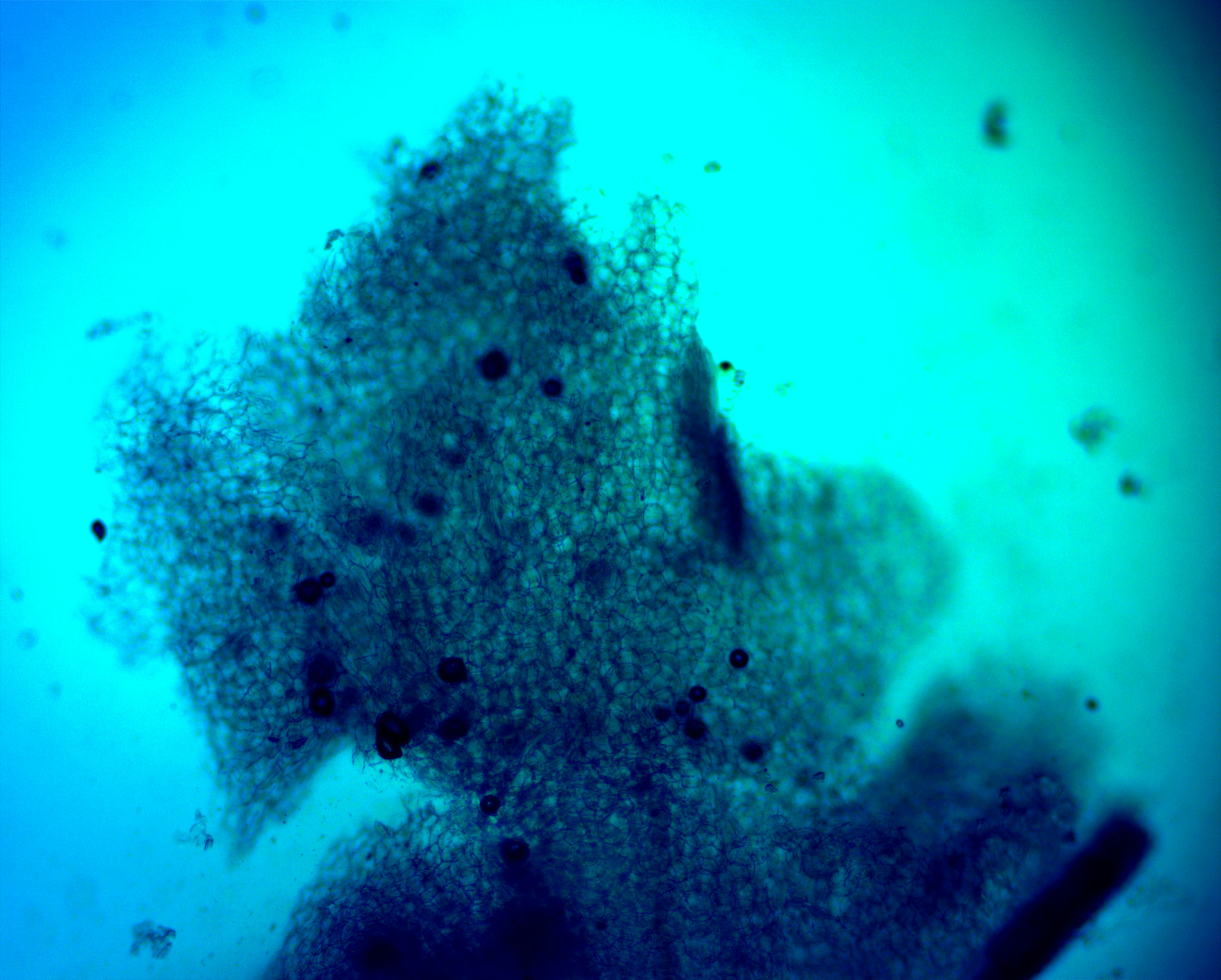 Scientific microscopy image of cellular structures in deep blue and teal tones, dark atmospheric laboratory background
