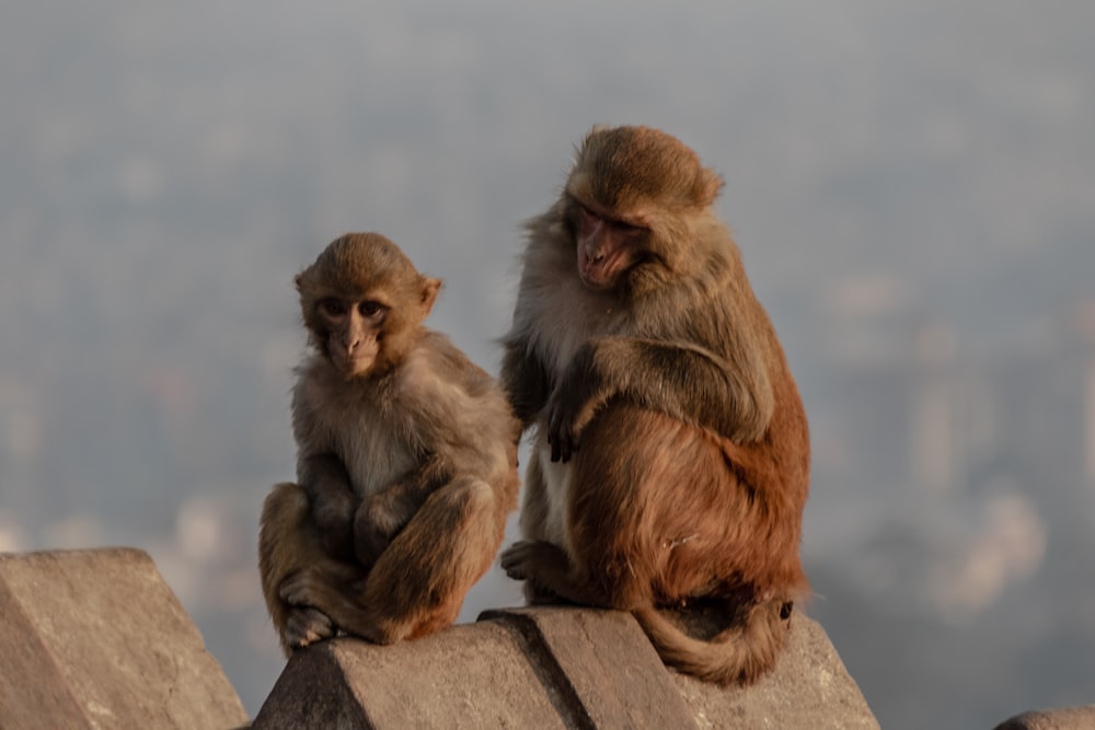 two monkeys sitting on top of a stone wall