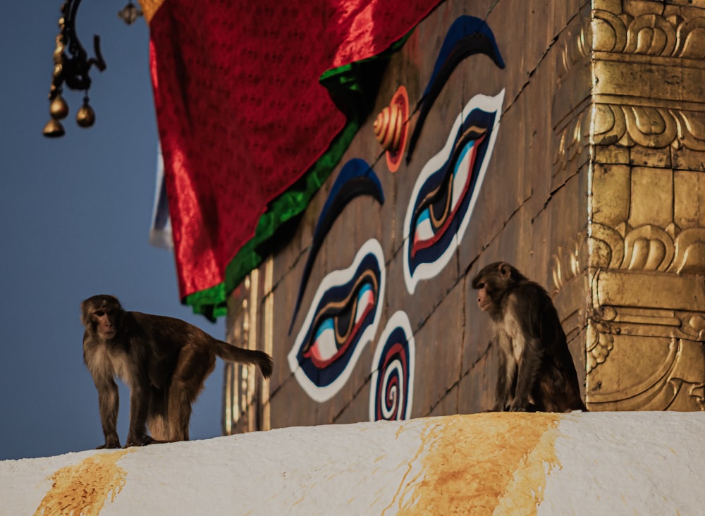 a couple of monkeys sitting on top of a building