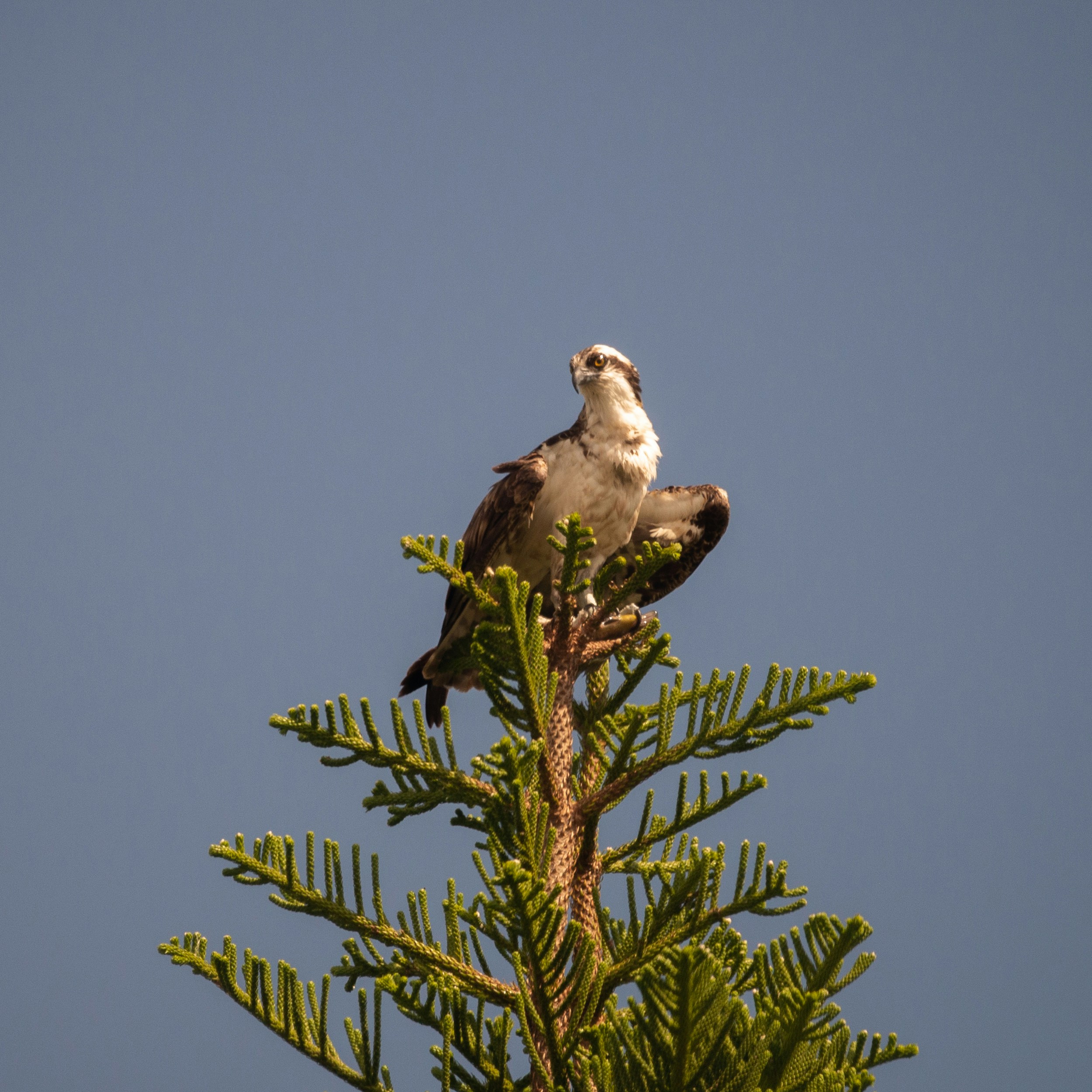 a bird perched on top of a pine tree