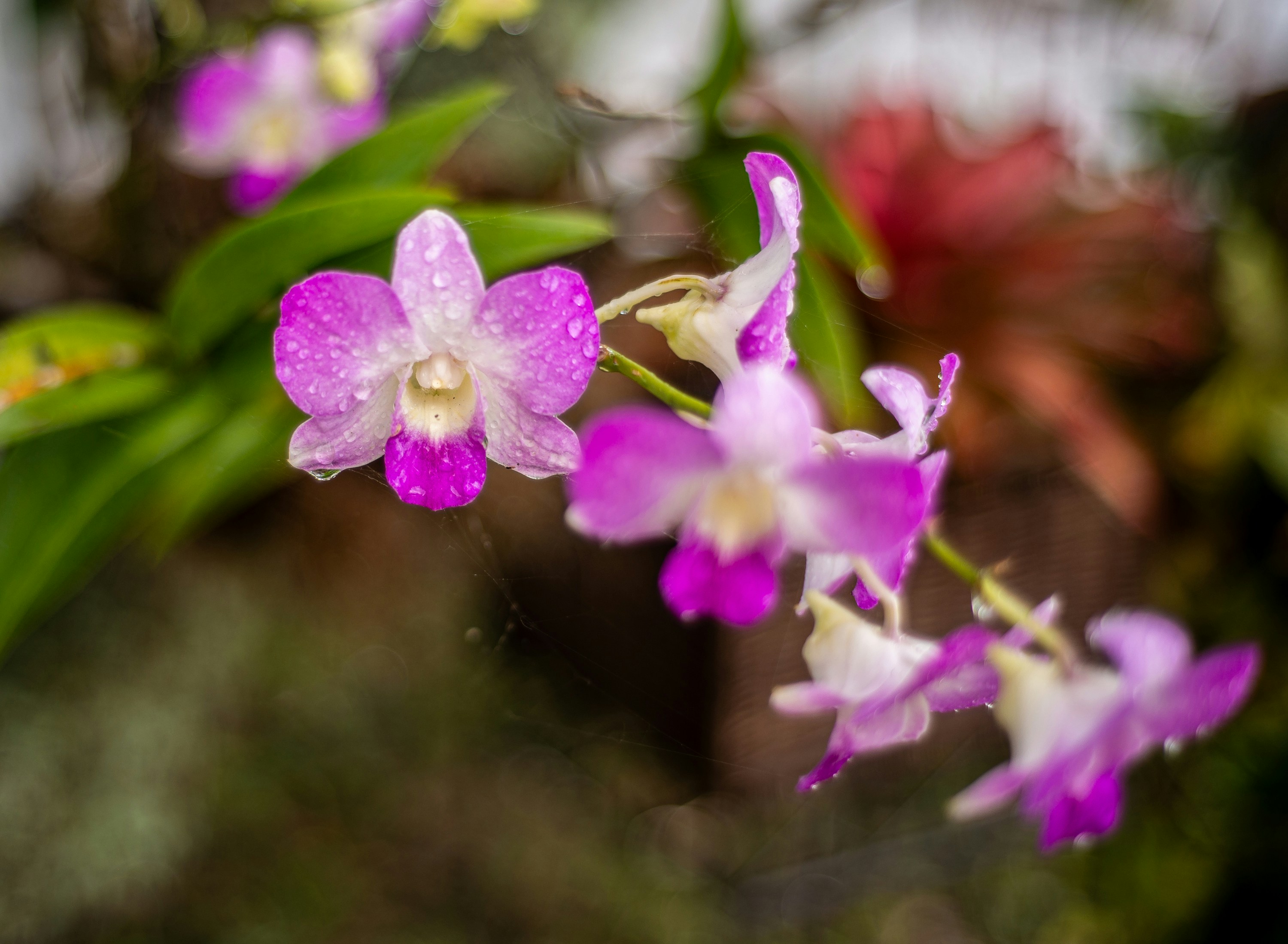 a close up of a purple and white flower
