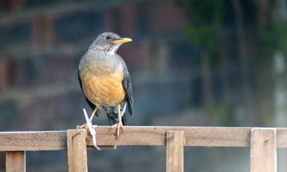 a small bird perched on a wooden fence