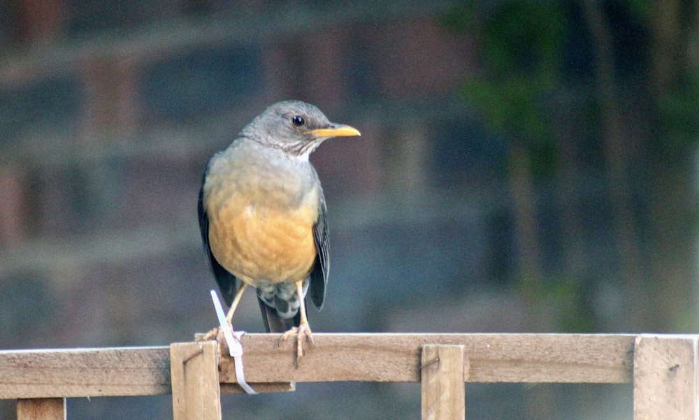 un uccellino appollaiato su una staccionata di legno