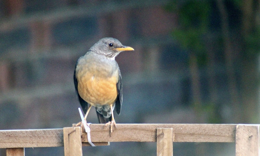 a small bird perched on a wooden fence