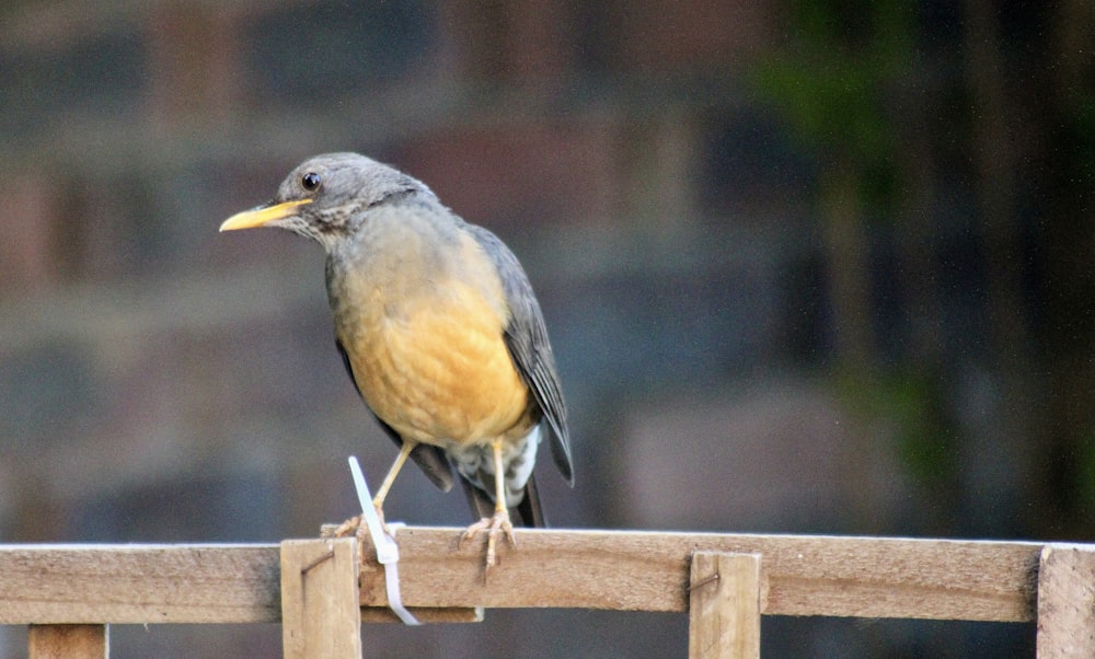 a small bird perched on a wooden fence