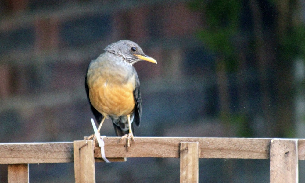 a small bird perched on a wooden fence