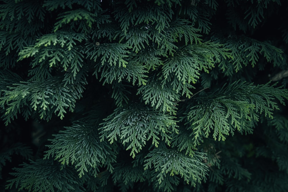 a close up of a tree with green needles
