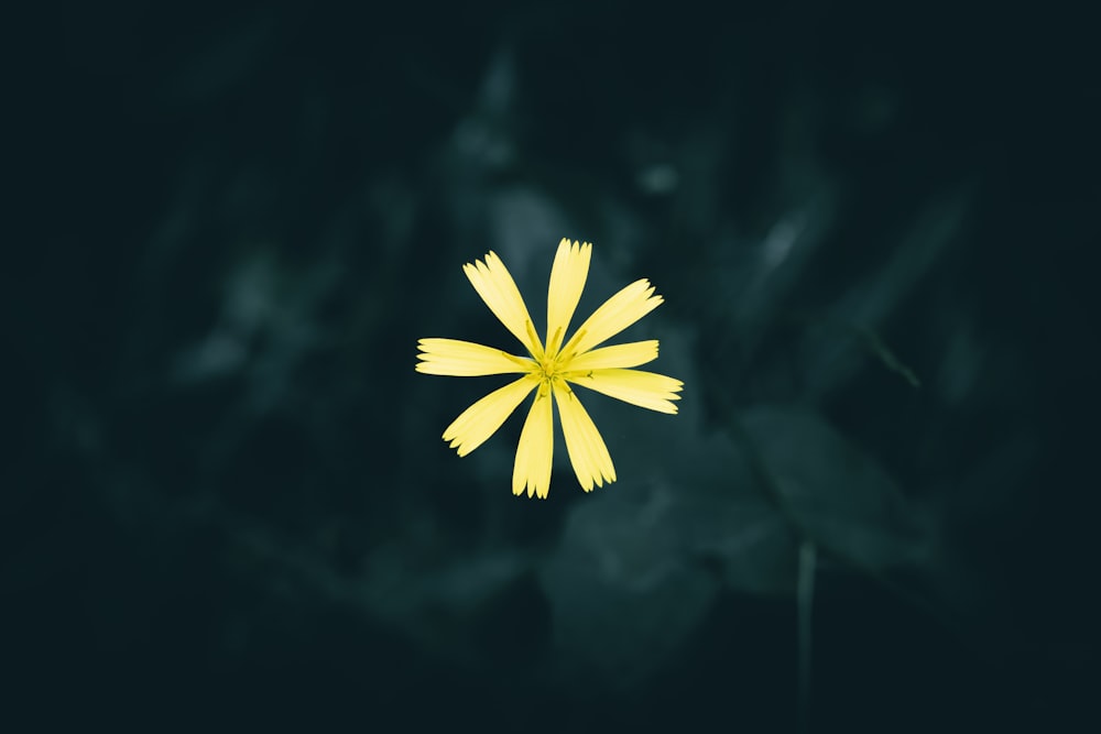 a yellow flower on a black background