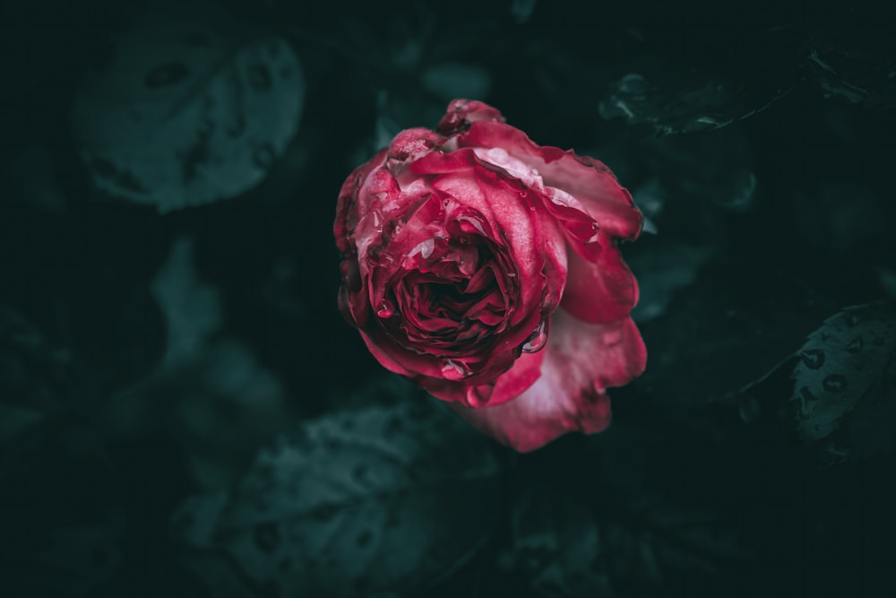 eine rote Rose mit Wassertropfen darauf