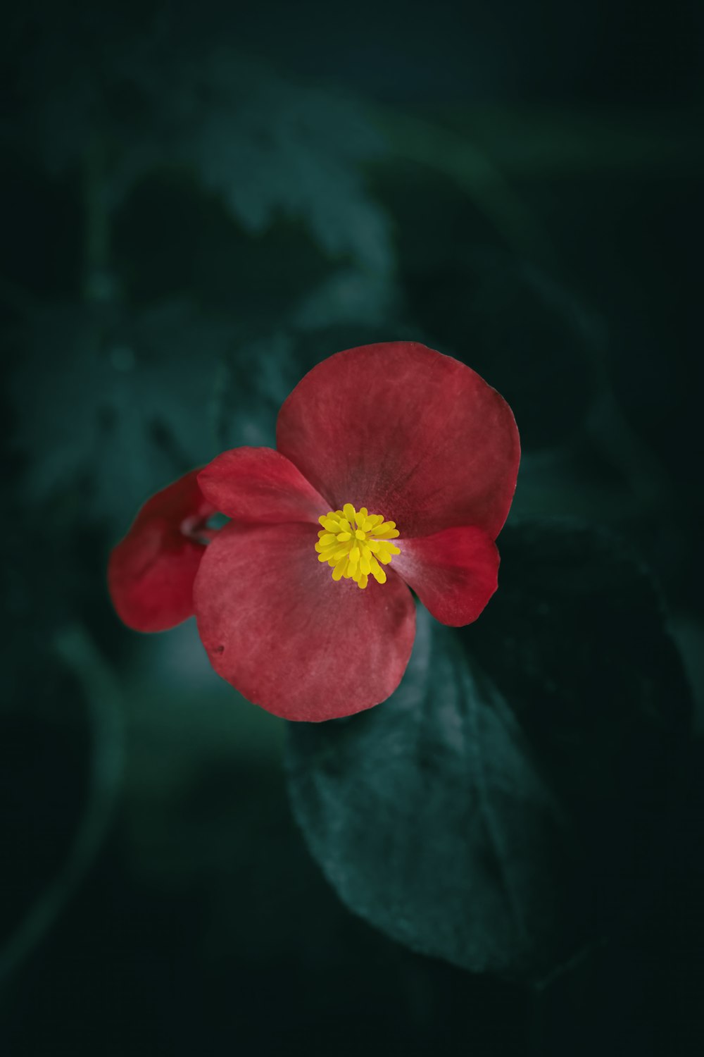 a red flower with a yellow center on a dark background