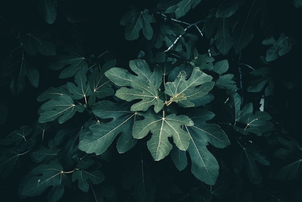 a close up of leaves on a tree