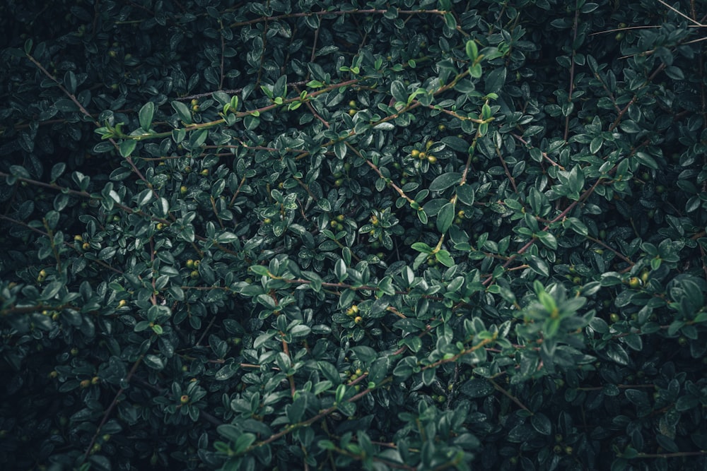 a bunch of green leaves on a tree