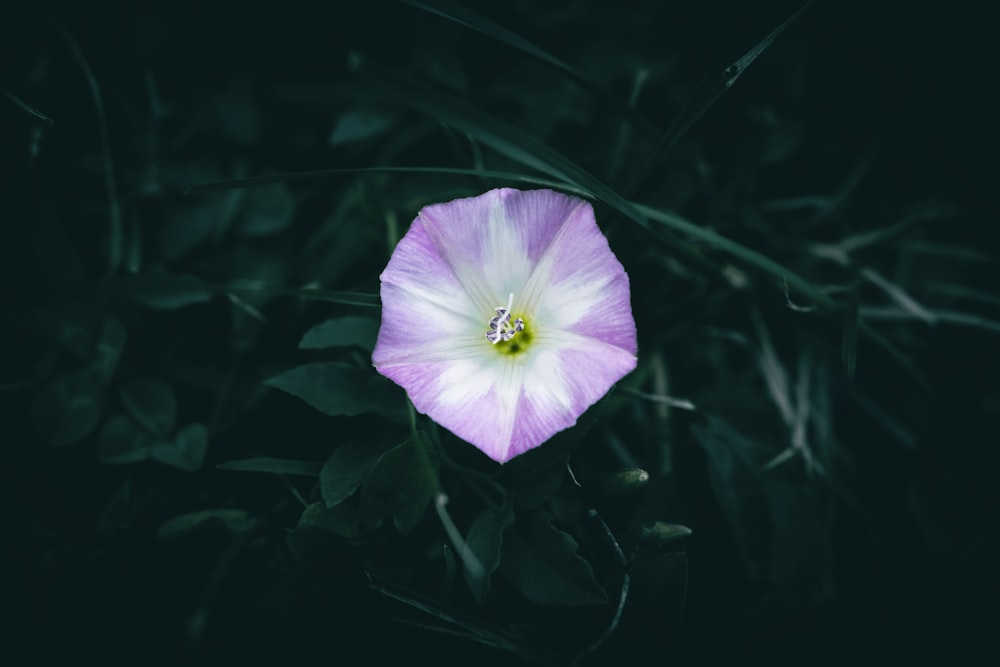 a purple flower with a green center in the dark