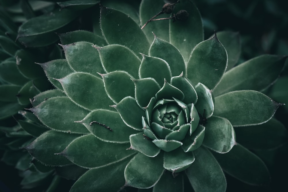 a close up of a green plant with leaves