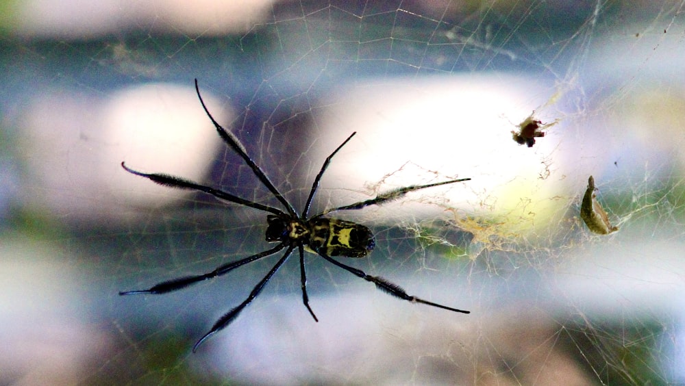una gran araña sentada encima de una telaraña