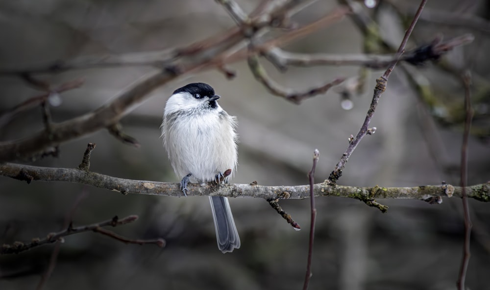 a small bird sitting on a branch of a tree