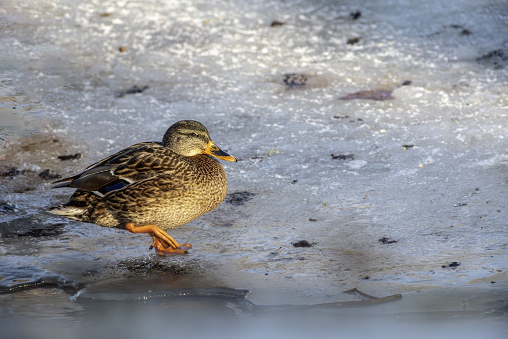 a couple of ducks standing on top of a frozen lake