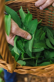 Fresh green tea leaves - Avventura Tea Collections