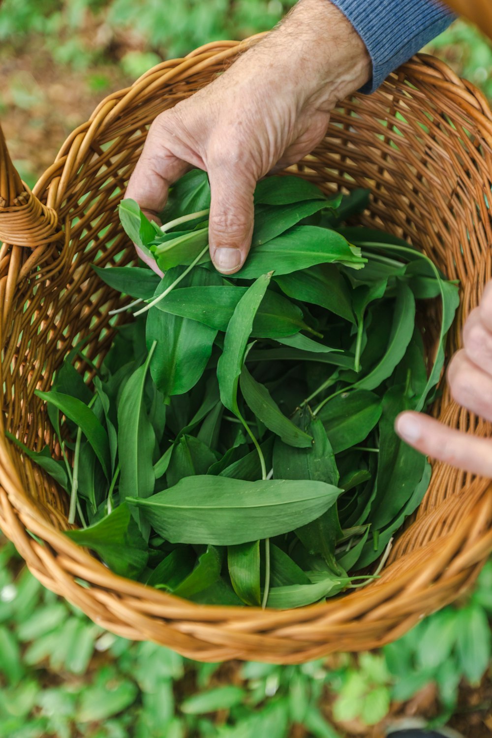 a person holding a basket filled with green leaves