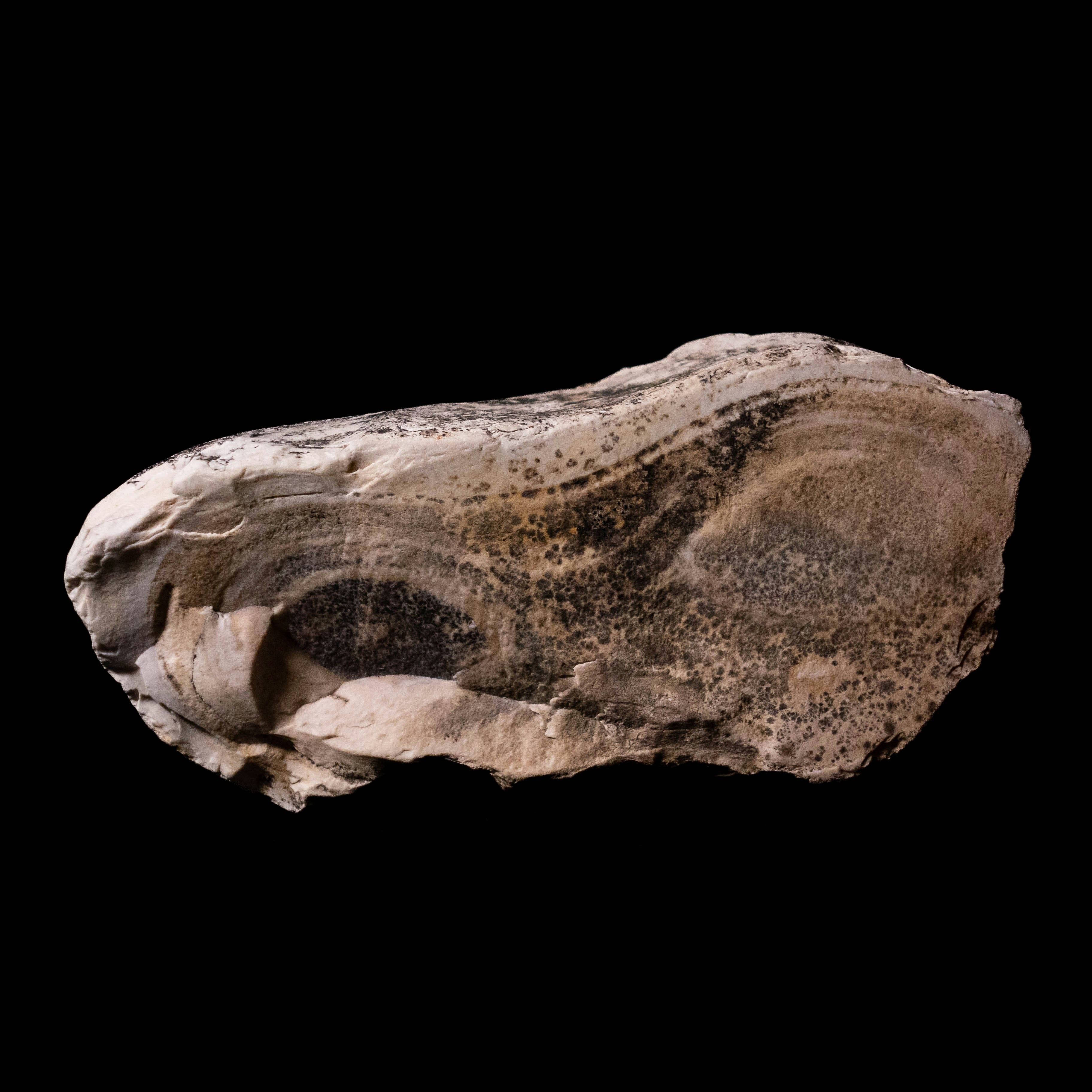 Photo by leydenfrost