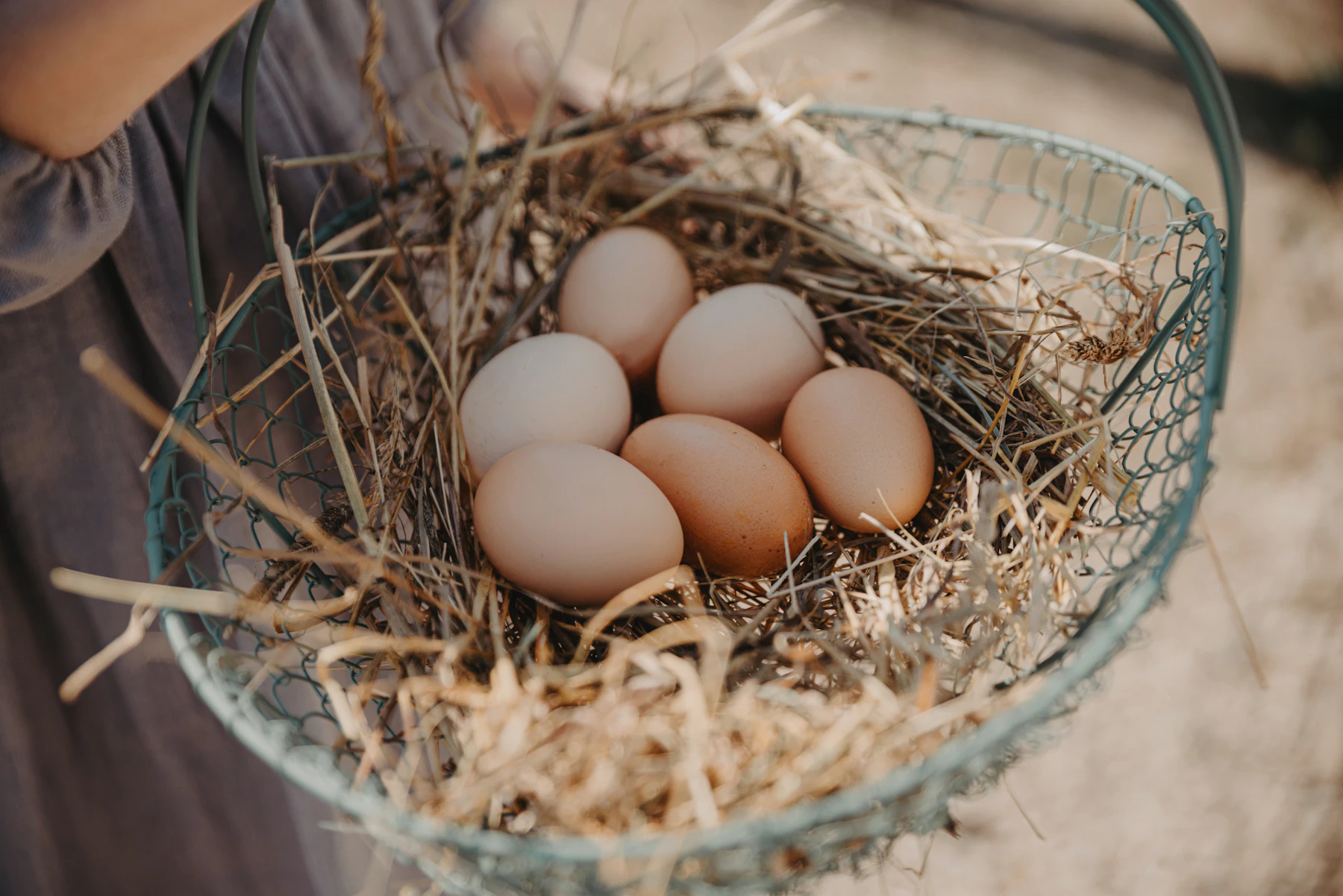 Six brown eggs on straw in a green wire basket