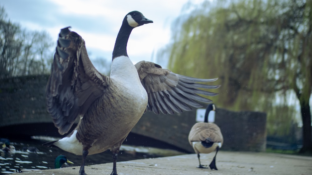 a couple of geese standing on top of a sidewalk