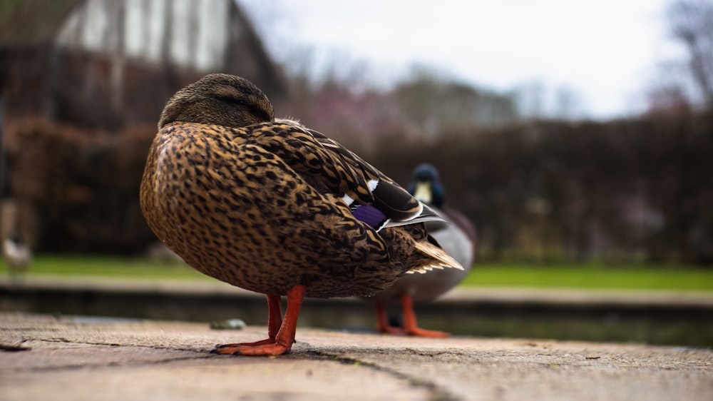 a couple of ducks standing on top of a sidewalk