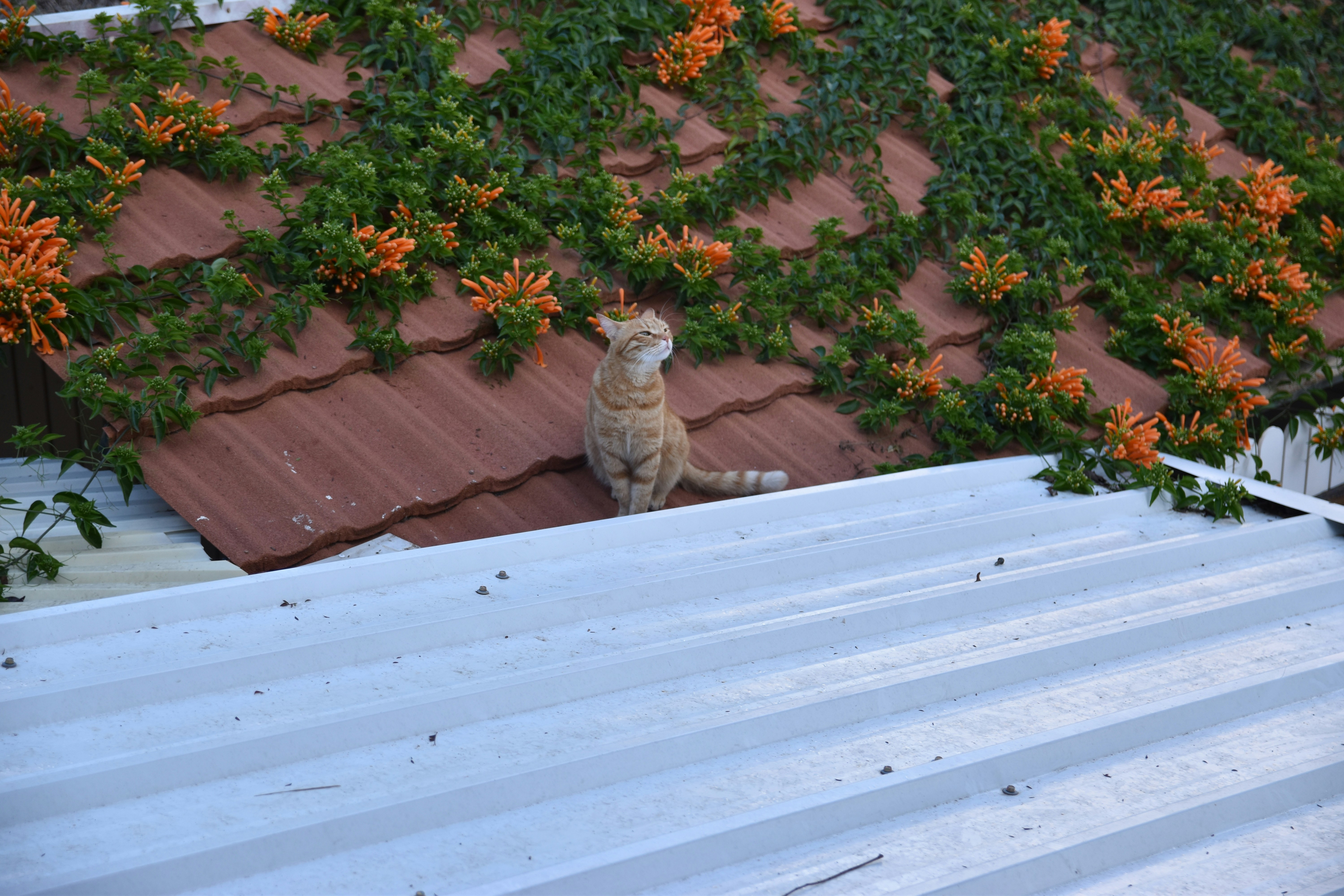 A cat sitting on the roof of a house photo – Free Cat Image on Unsplash
