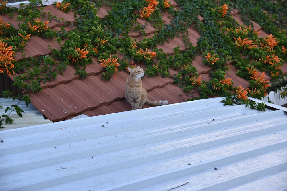a cat sitting on the roof of a house