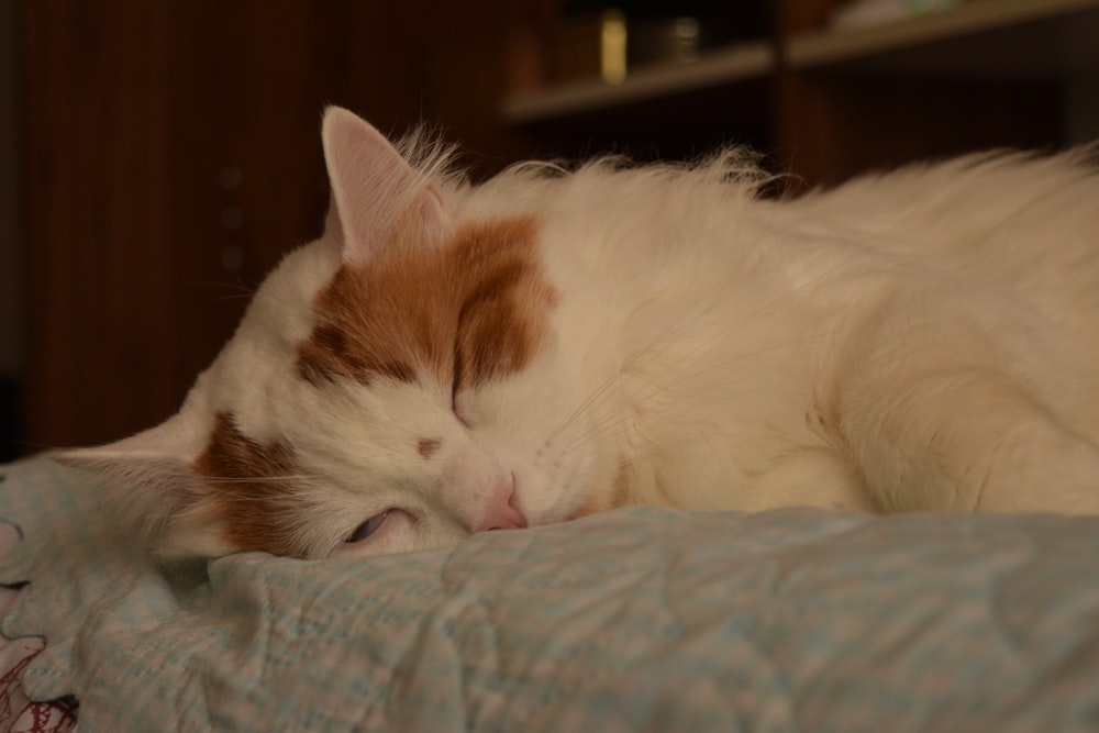 an orange and white cat sleeping on a bed