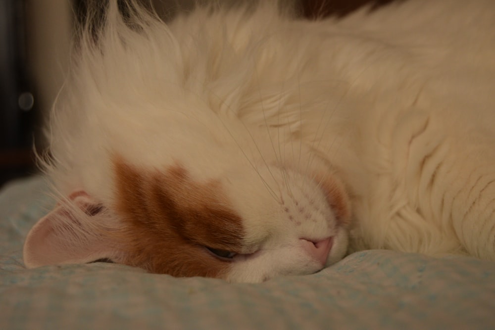 an orange and white cat sleeping on a bed