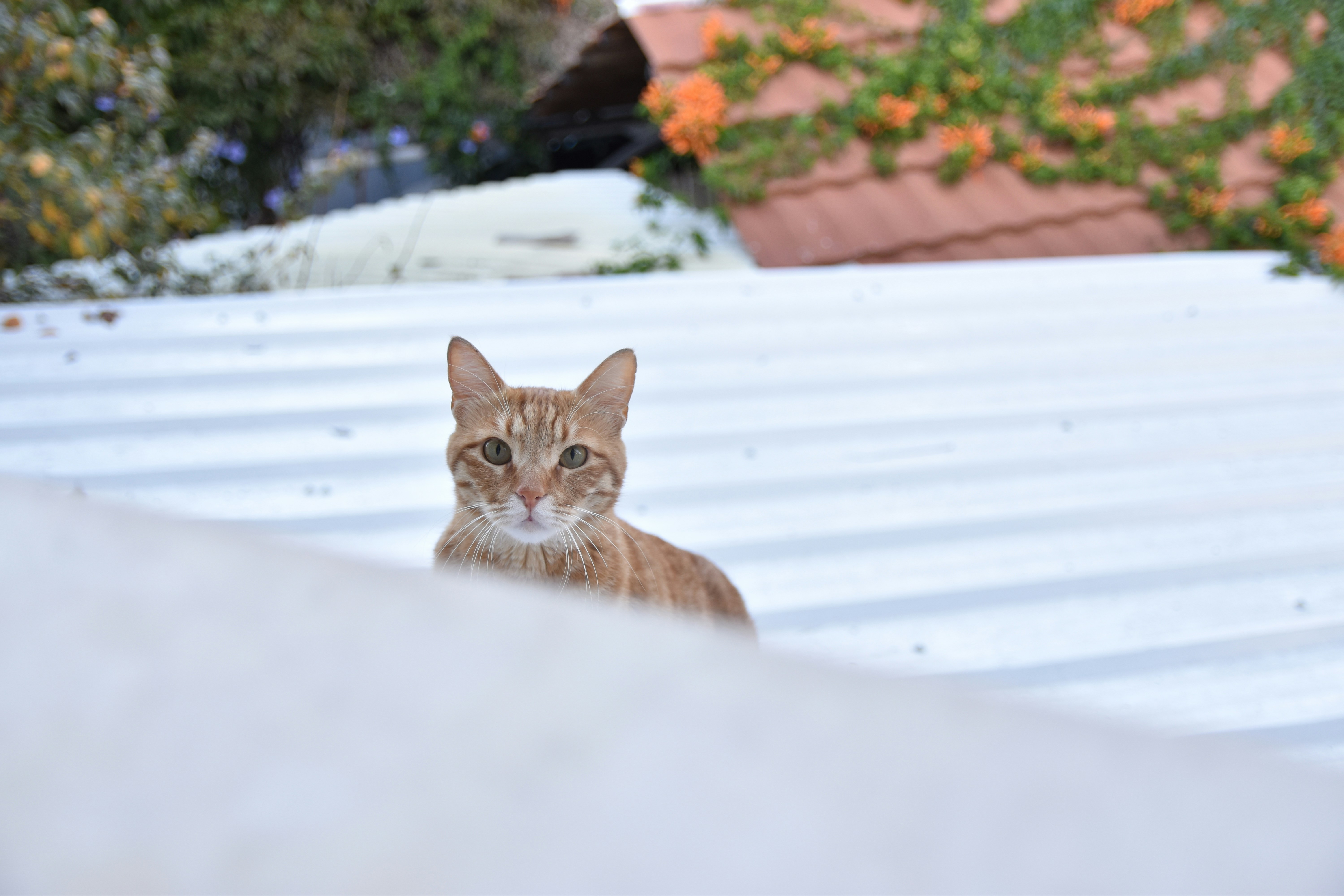 Photo by veronica_chalyj