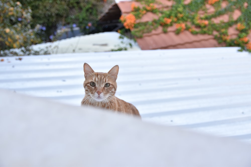 a cat sitting on top of a roof looking at the camera
