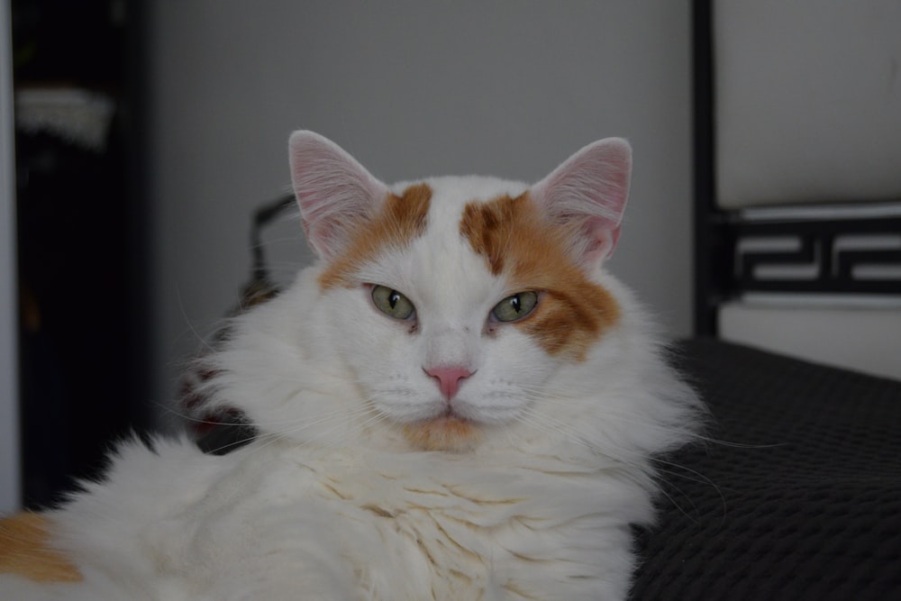 a close up of a cat laying on a couch